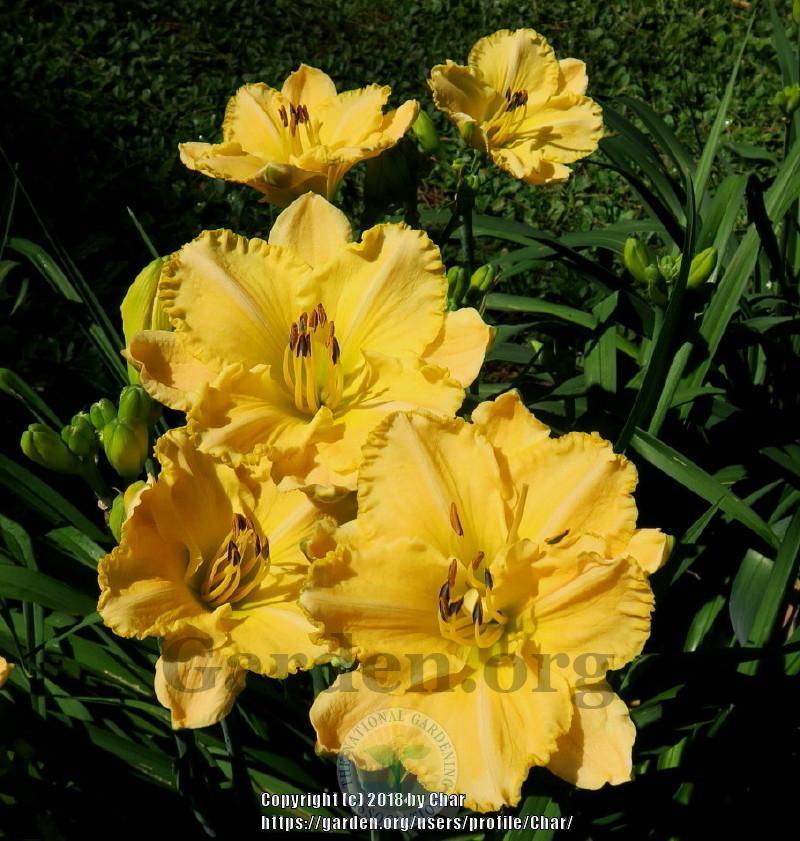 Photo of Daylily (Hemerocallis 'Forest for the Sun') uploaded by Char
