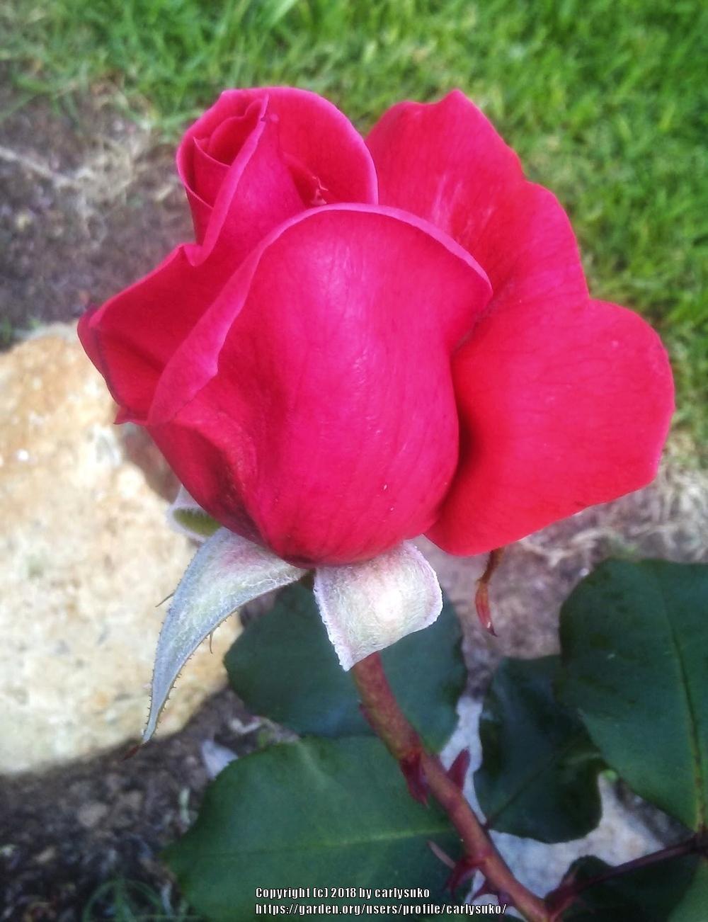 Photo of Rose (Rosa 'Pink Peace') uploaded by carlysuko