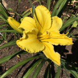 Location: My garden, Pequea, Pennsylvania, USA
Date: 2018-07-10
Sun Temple Spirit's first bloom ever in my garden. Love its beaut