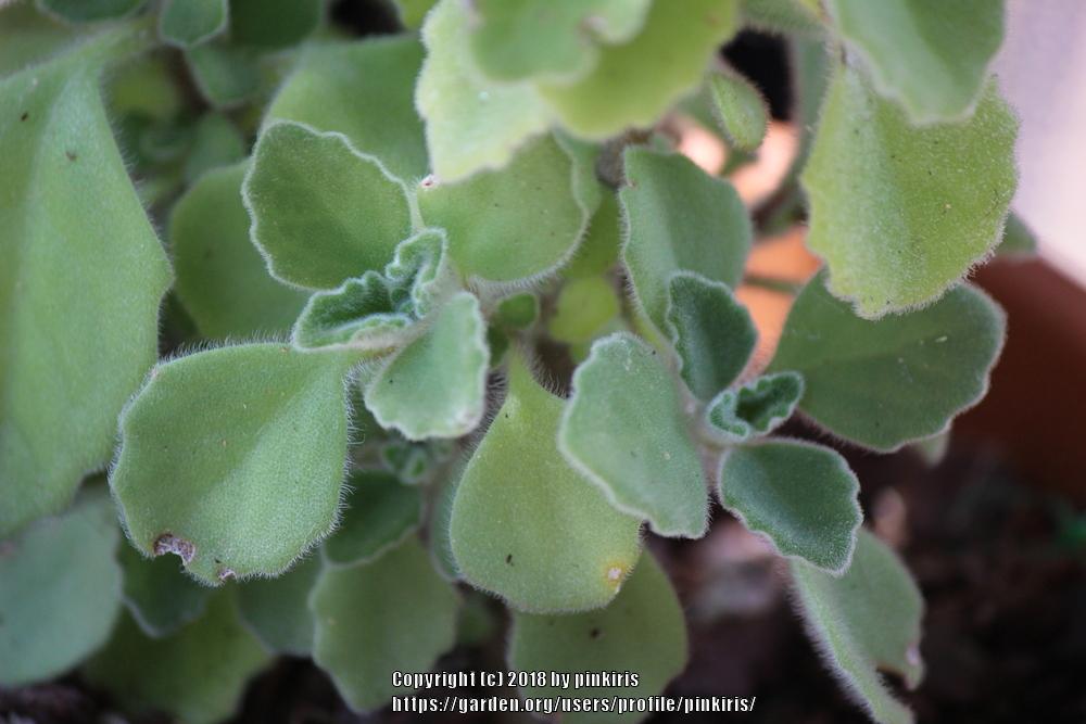 Photo of Vicks Plant (Plectranthus hadiensis) uploaded by pinkiris