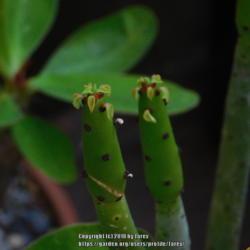 Location: In our garden - San Joaquin County, CA
Date: 2018-07-07 - Summer
tiny leaves at the tips of Euphorbia leucadendron