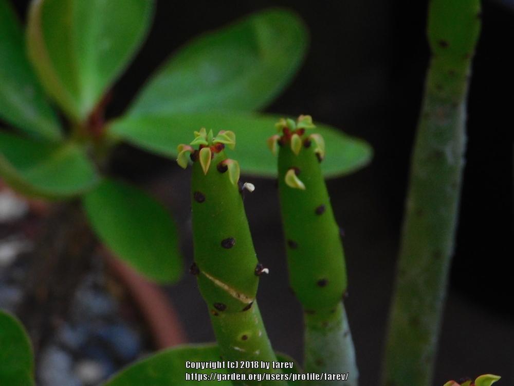 Photo of Cat Tails Euphorbia (Euphorbia leucadendron) uploaded by tarev