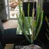Newly acquired  Euphorbia leucadendron