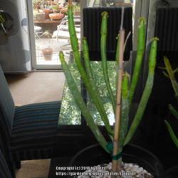 Location: San Joaquin County, CA
Date: 2018-07-07 - Summer
Newly acquired  Euphorbia leucadendron