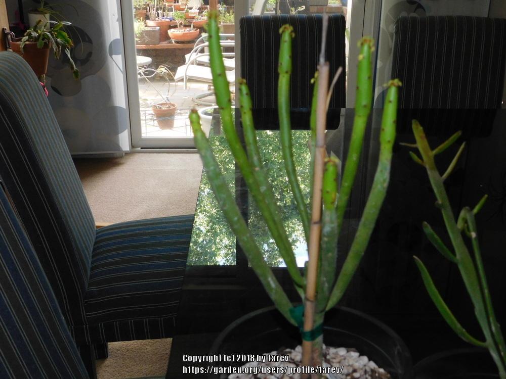 Photo of Cat Tails Euphorbia (Euphorbia leucadendron) uploaded by tarev