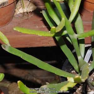 flat spatula-like brances of Euphorbia xylophylloides