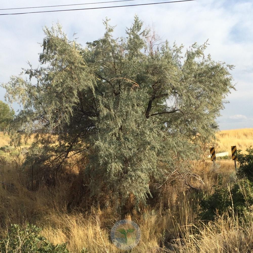 Photo of Russian Olive (Elaeagnus angustifolia) uploaded by BlueOddish