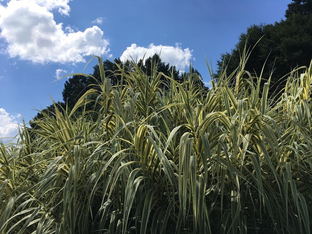 Photo of Giant Reed (Arundo donax 'Peppermint Stick') uploaded by Lakeside