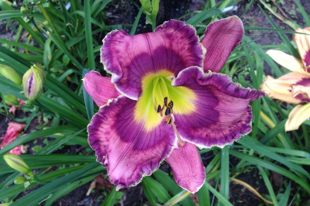 Photo of Daylily (Hemerocallis 'God Save the Queen') uploaded by Lalambchop1