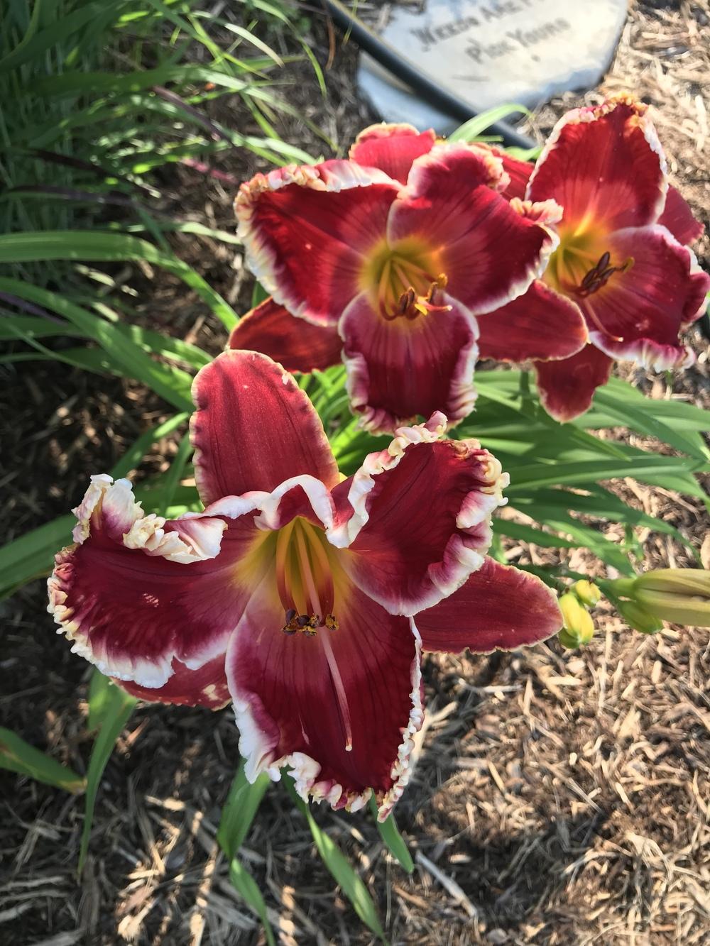 Photo of Daylily (Hemerocallis 'Red Edition') uploaded by Legalily