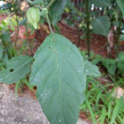 Location: Vinton, VA
Date: 06/25/2018
p. Longifolia leaf