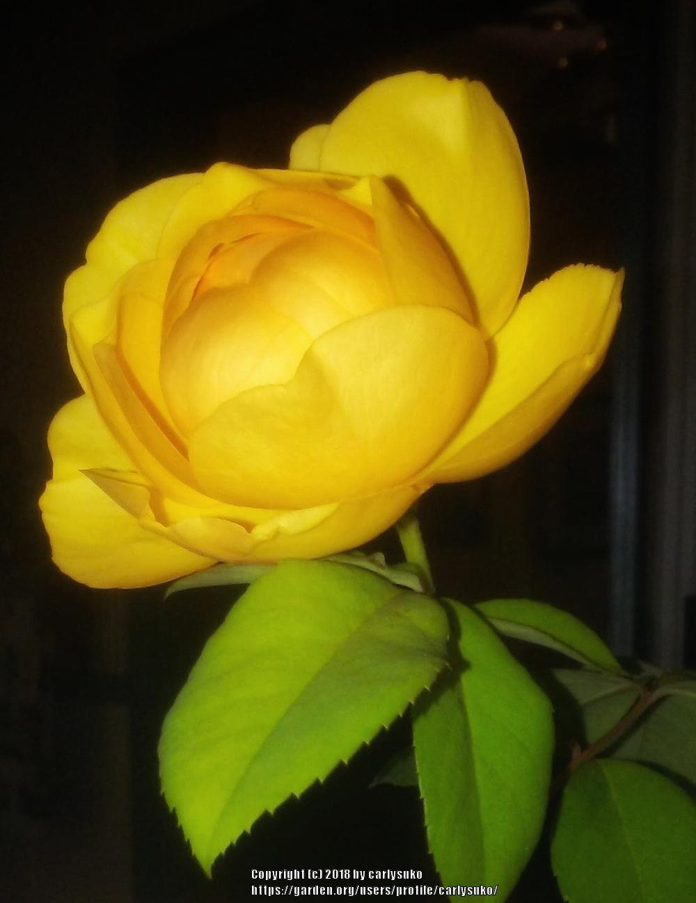 Photo of Rose (Rosa 'Buttercup') uploaded by carlysuko