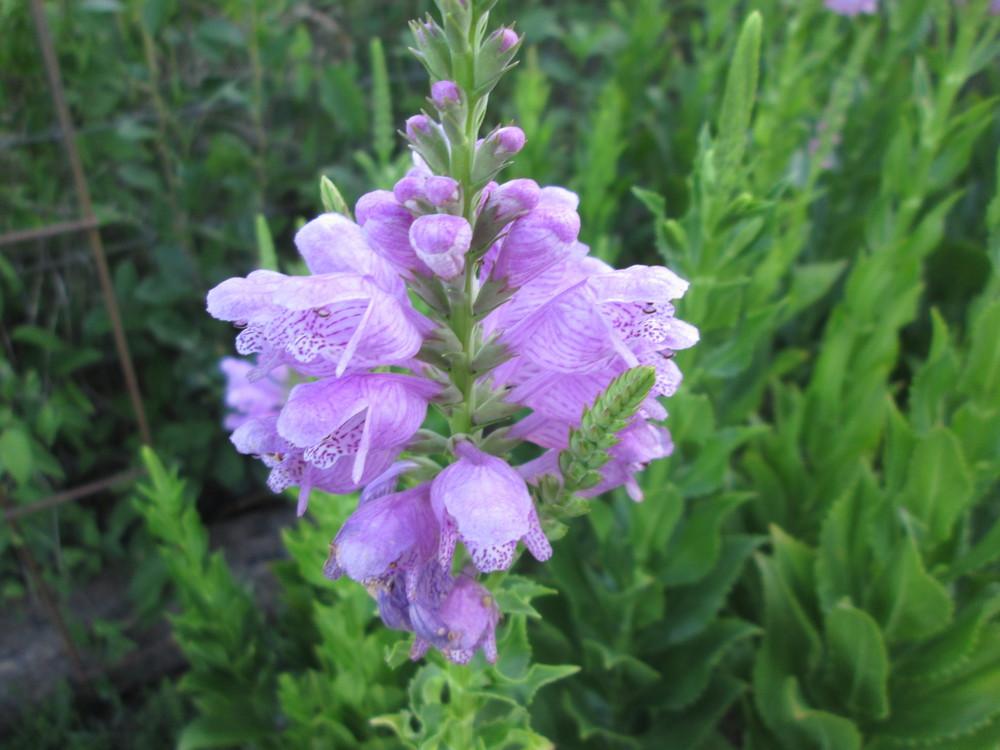 Photo of Obedient Plant (Physostegia virginiana) uploaded by christinereid54
