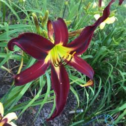 Location: My garden, Pequea, Pennsylvania, USA
Date: 2018-07-11
Source of my obsession with velvety red-black daylilies.