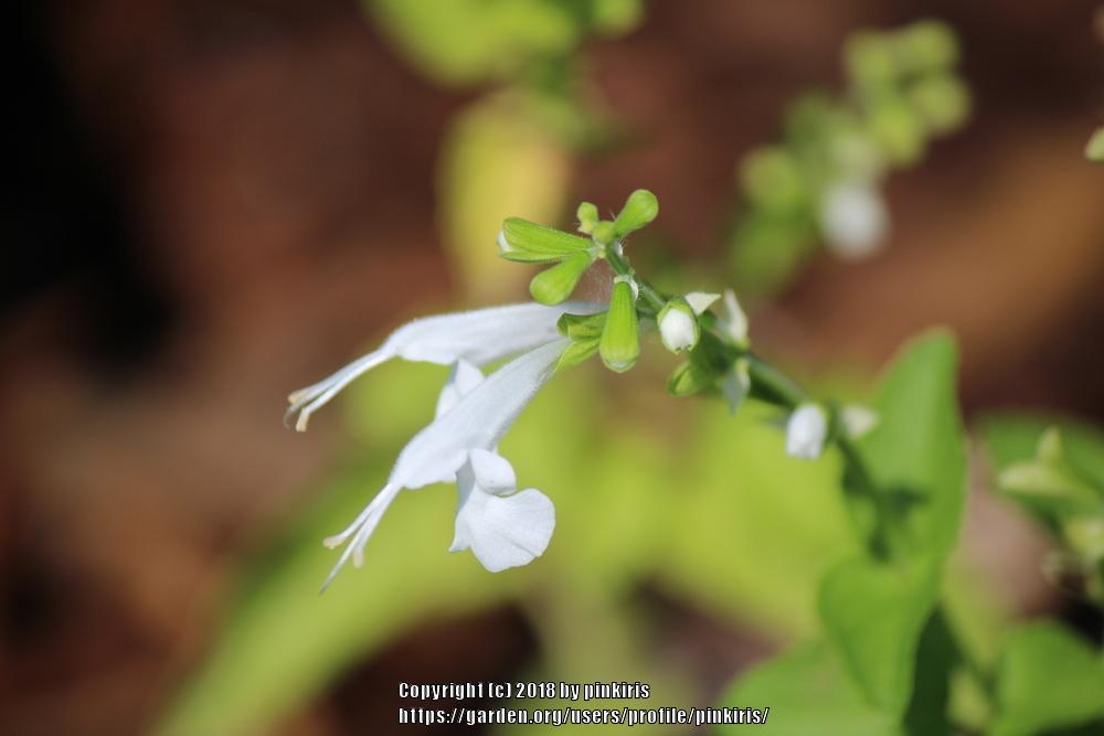 Photo of Salvia (Salvia coccinea Summer Jewel™ White) uploaded by pinkiris