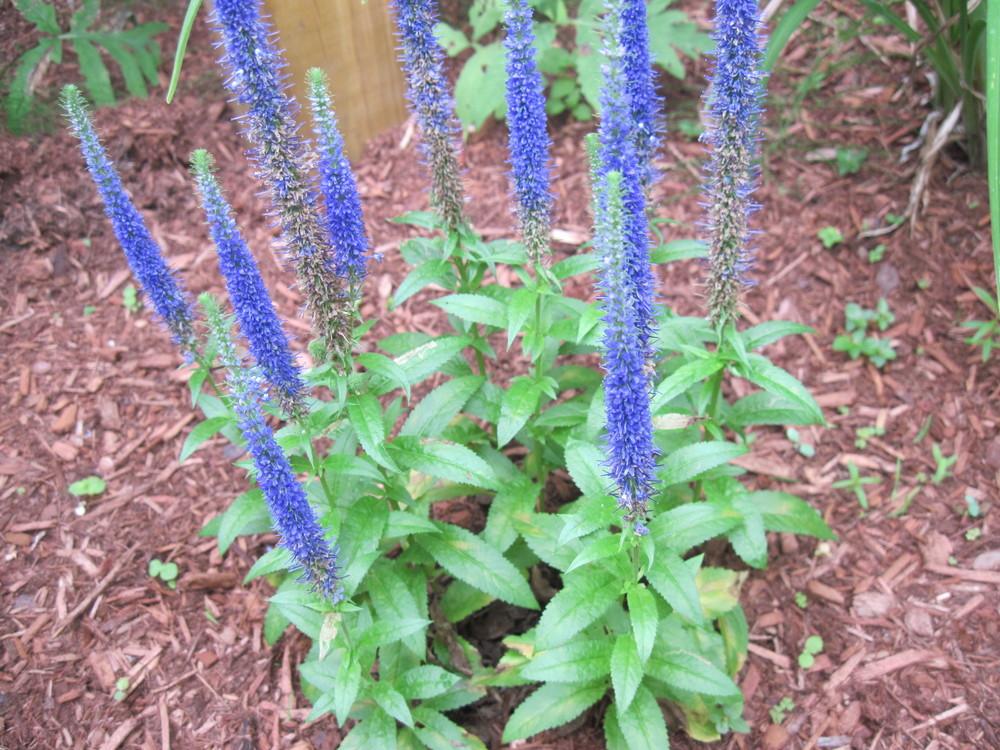 Photo of Spike Speedwell (Veronica spicata Royal Candles) uploaded by robertduval14