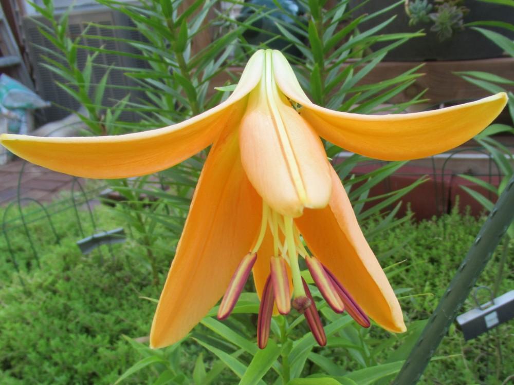 Photo of Lily (Lilium 'Orange Space') uploaded by stilldew