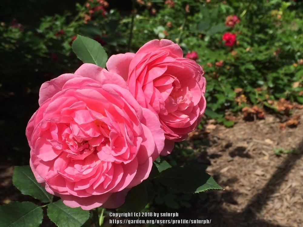 Photo of Rose (Rosa 'Boscobel') uploaded by sulurph