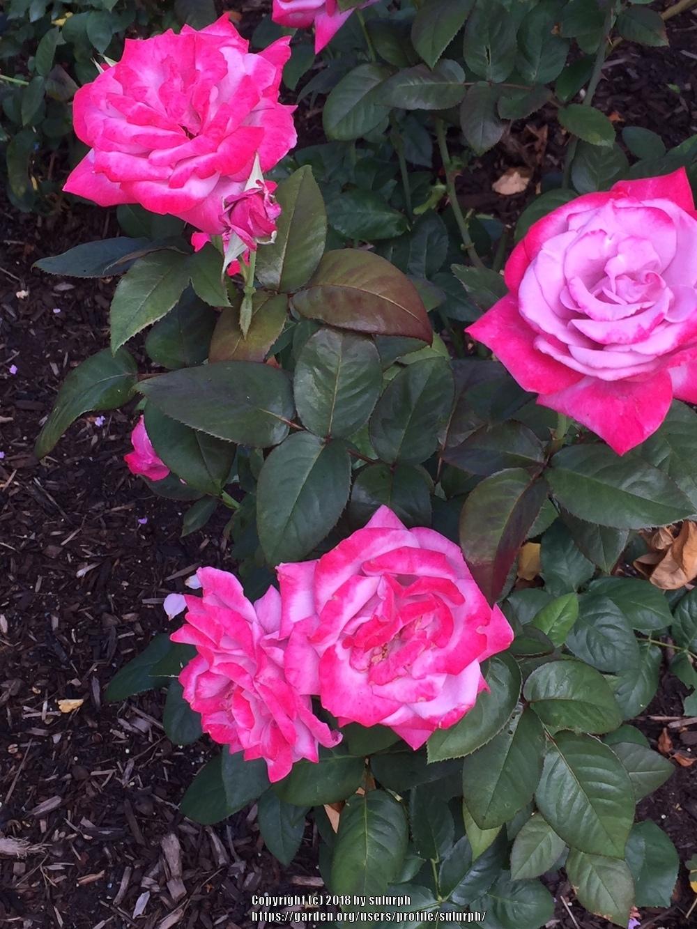 Photo of Rose (Rosa 'Paradise') uploaded by sulurph