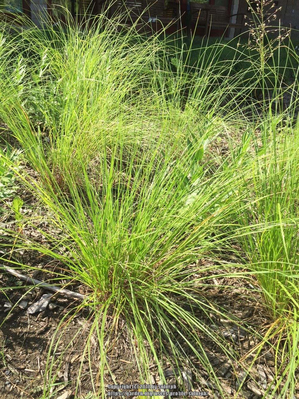Photo of Prairie Dropseed (Sporobolus heterolepis) uploaded by sulurph