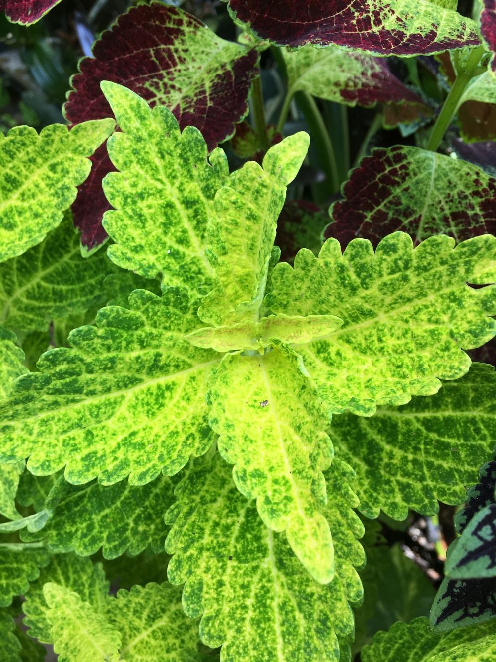 Photo of Coleus (Coleus scutellarioides Electric Lime®) uploaded by sunkissed