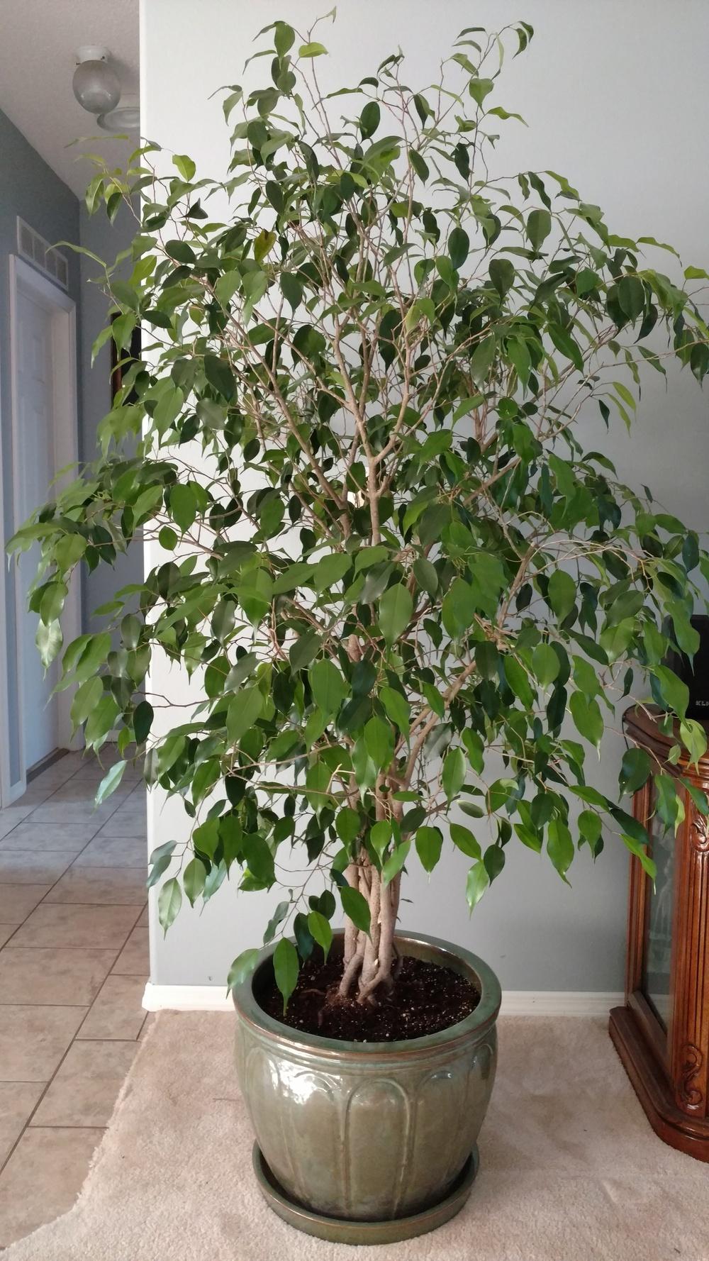 Photo of Weeping Fig (Ficus benjamina) uploaded by wilmarosebud