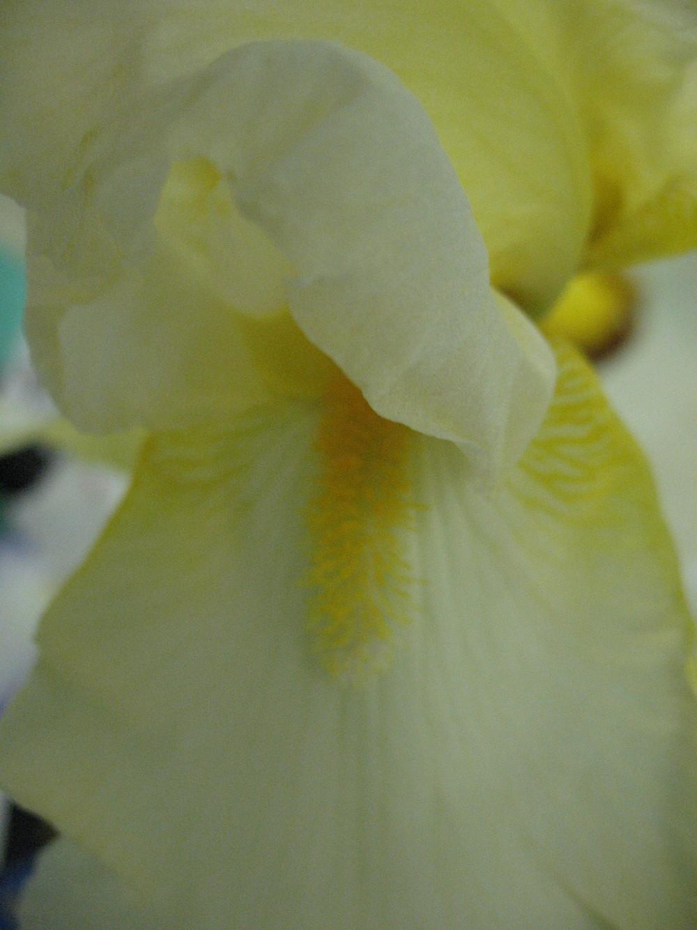 Photo of Tall Bearded Iris (Iris 'Gilded Gown') uploaded by Lalambchop1
