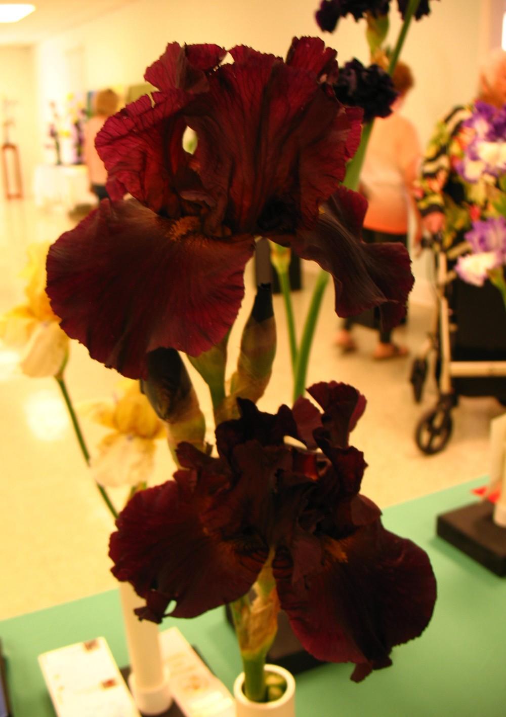 Photo of Tall Bearded Iris (Iris 'Black as Night') uploaded by Lalambchop1