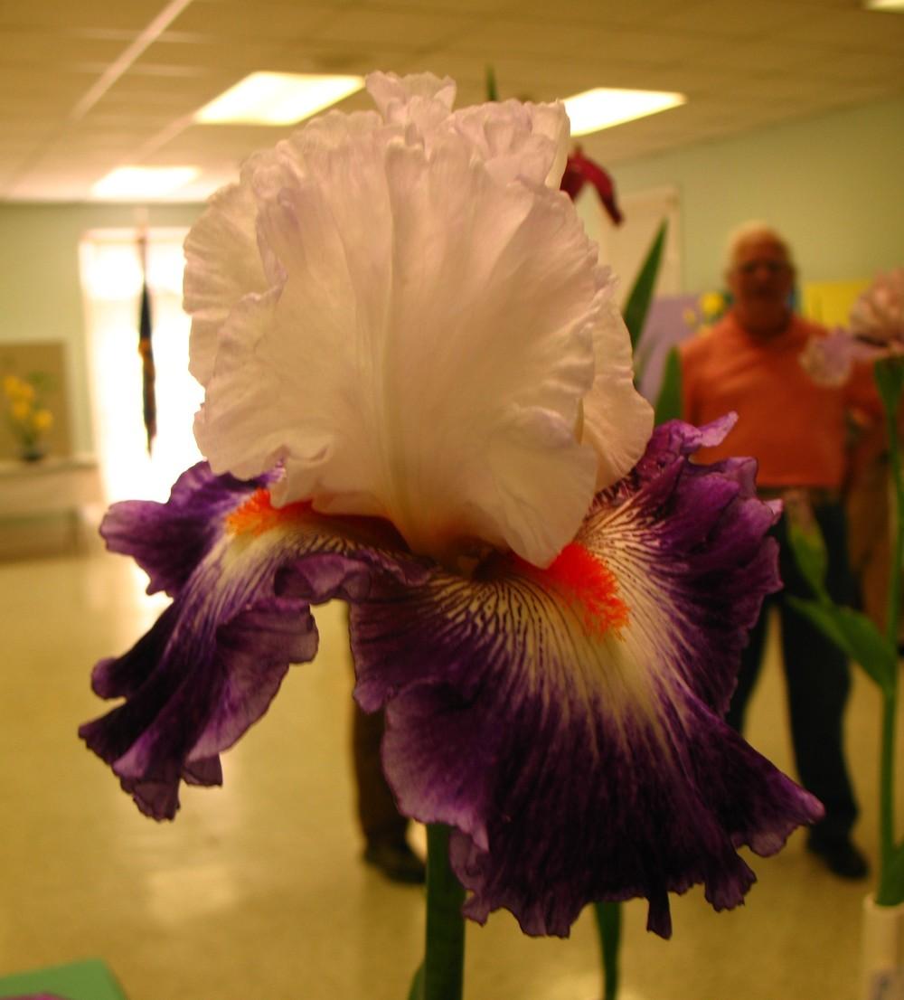 Photo of Tall Bearded Iris (Iris 'Gypsy Lord') uploaded by Lalambchop1