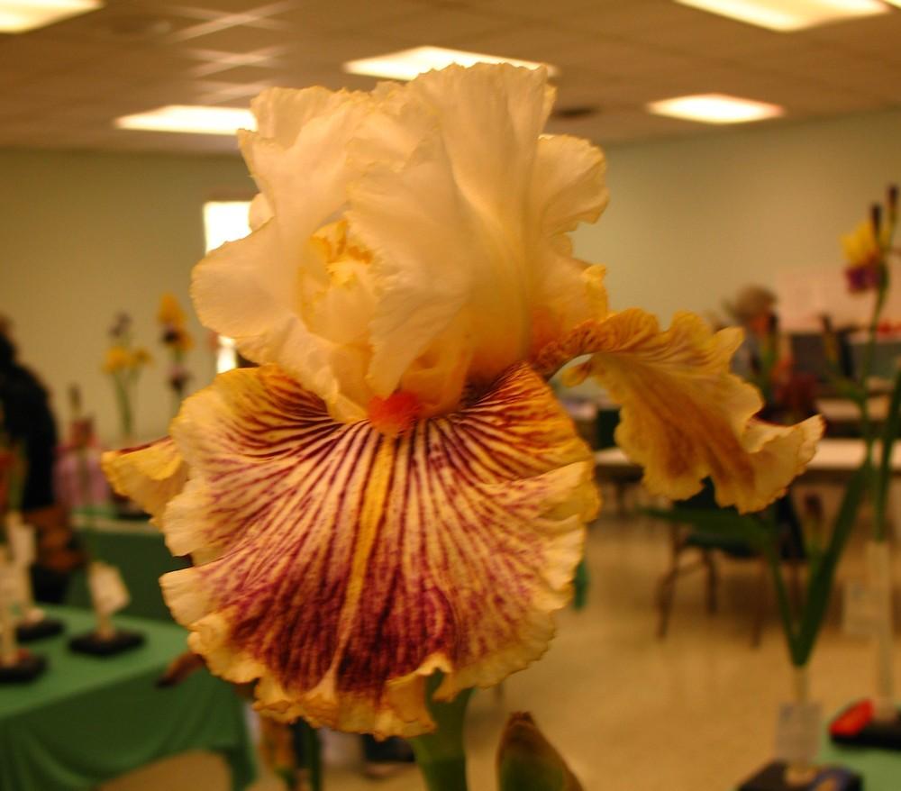 Photo of Tall Bearded Iris (Iris 'Insaniac') uploaded by Lalambchop1