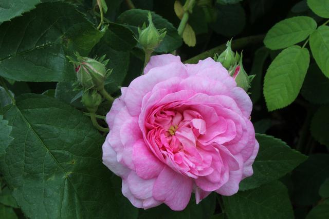 Photo of Damask Rose (Rosa 'Ispahan') uploaded by RuuddeBlock
