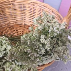 Location: Varna
Date: 12.07.2018
An Queen Anne's Lace ready for drying