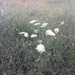 Location: Varna
Date: 12.07.2018
An Queen Anne's Lace near the field of Varna,Bulgaria