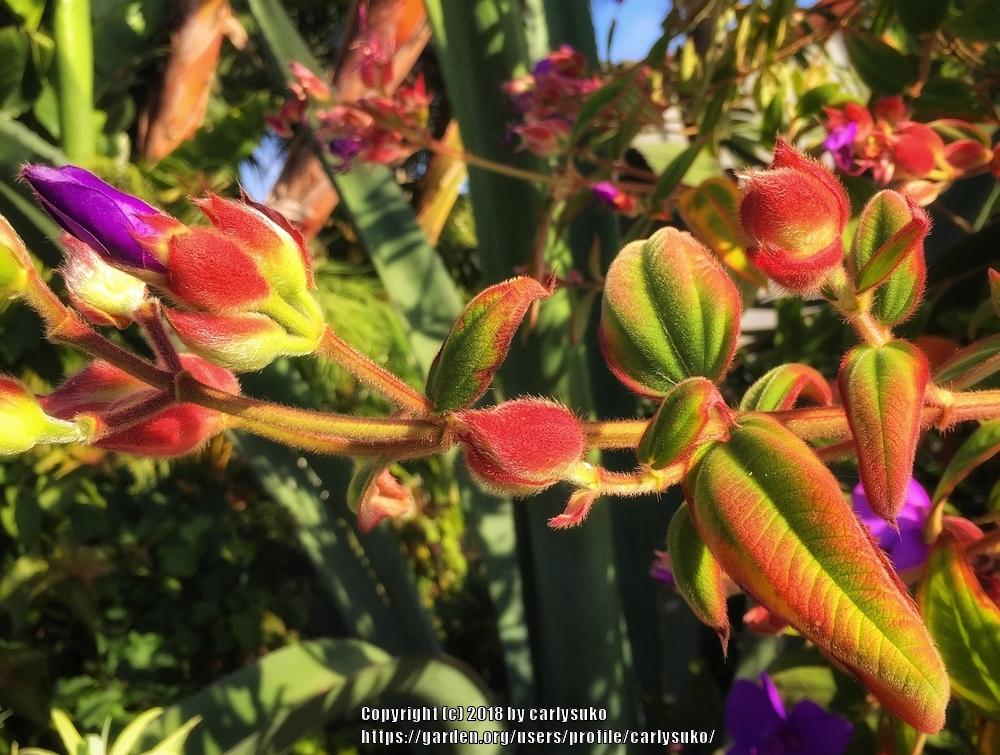 Photo of Princess Flower (Pleroma urvilleanum) uploaded by carlysuko
