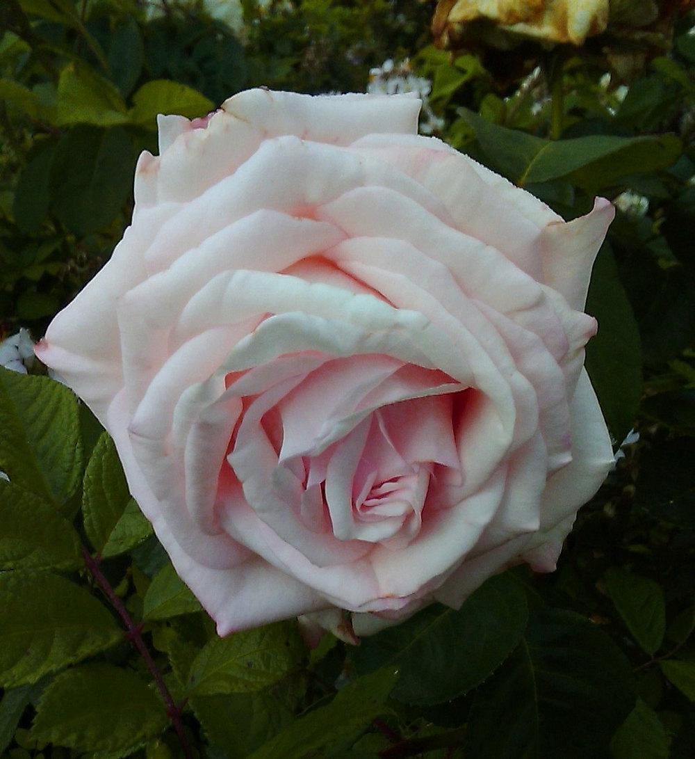 Photo of Rose (Rosa 'Memoriam') uploaded by manueldalmeida