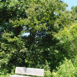 Location: Longwood Gardens in southeast PA
Date: 2018-07-10
a maturing tree behind the bench in the forest area