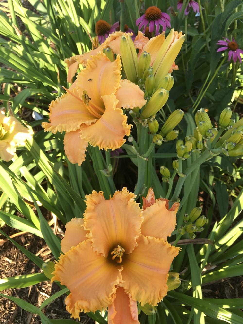 Photo of Daylily (Hemerocallis 'Crown of Creation') uploaded by Legalily
