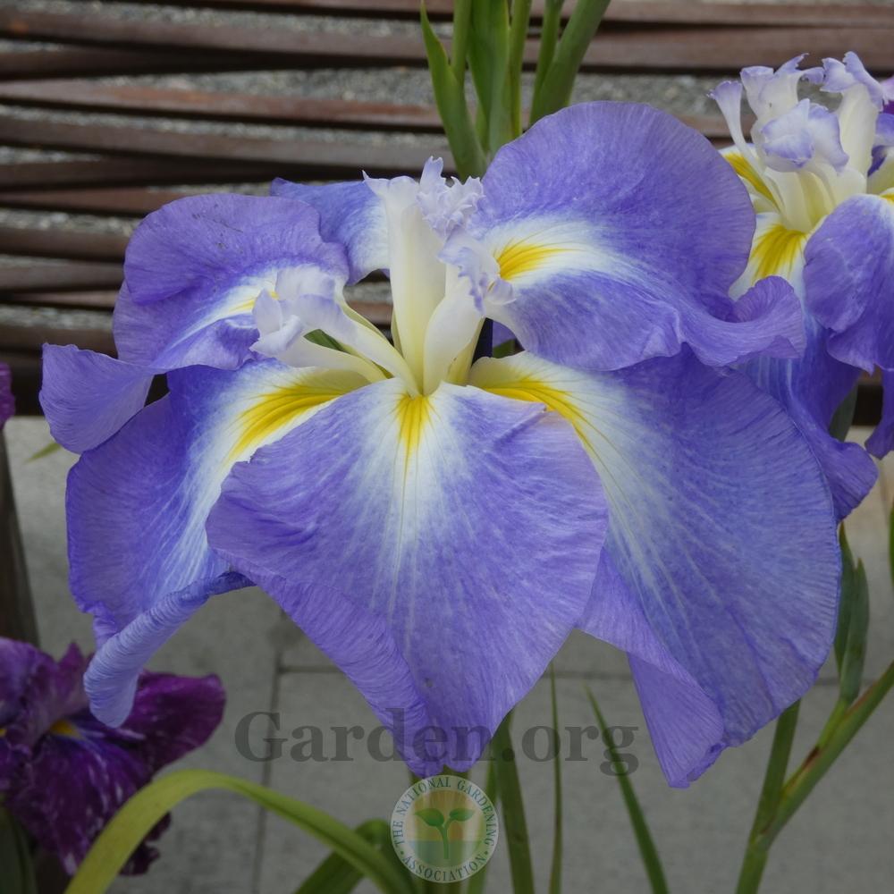 Photo of Japanese Iris (Iris ensata 'Ocean Mist') uploaded by Patty