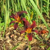 Gift plant in O'Bannon Springs Daylilies order. New for 2018. Ric