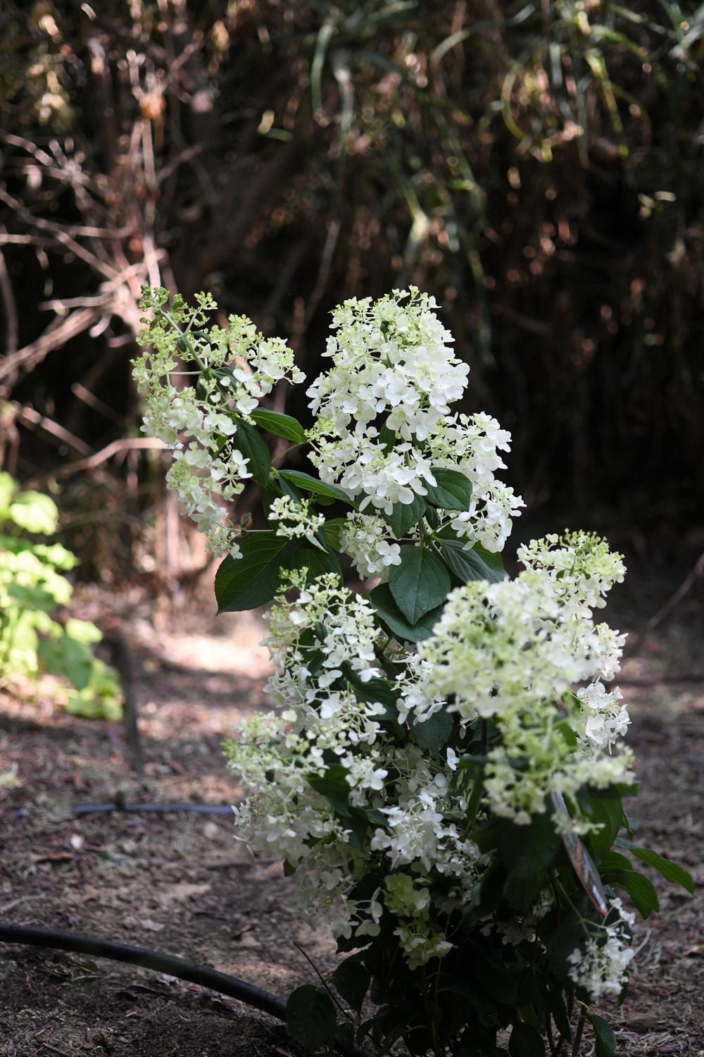 Photo of Panicle Hydrangea (Hydrangea paniculata) uploaded by cliftoncat