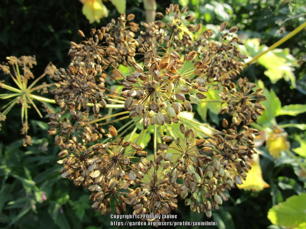 Photo of Garden Angelica (Angelica archangelica) uploaded by janinilulu