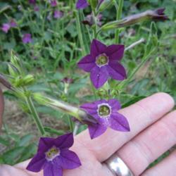 Location: All pictures taken in/on my gardens/greenhouse/property
Date: 2018-07-13
grown from seed of a small, purple flowered plant that showed up 