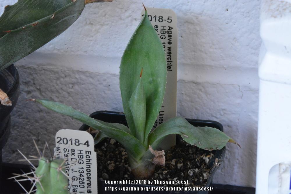 Photo of Agave (Agave wercklei) uploaded by mcvansoest