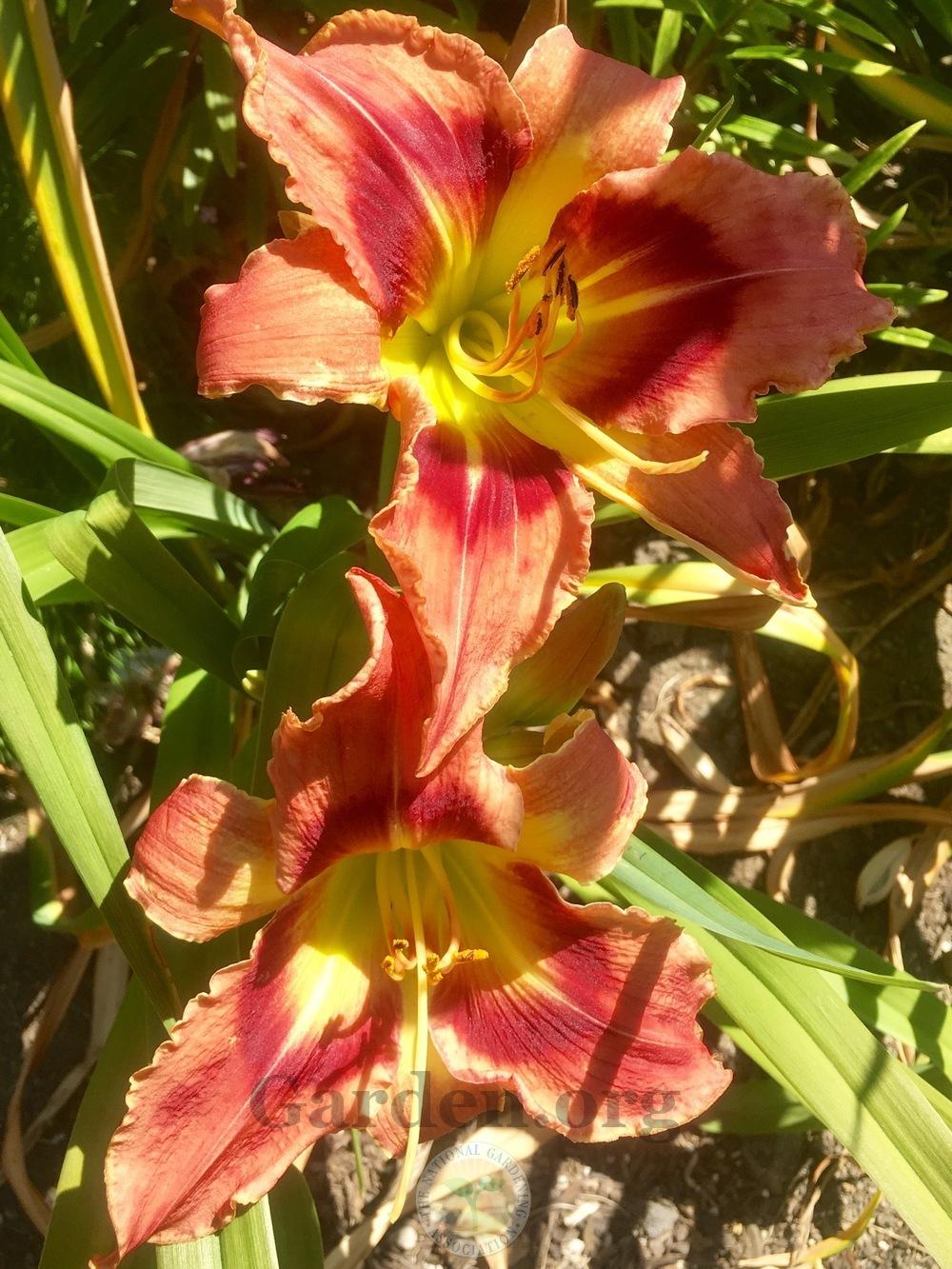 Photo of Daylily (Hemerocallis 'Carnival in Mexico') uploaded by springcolor