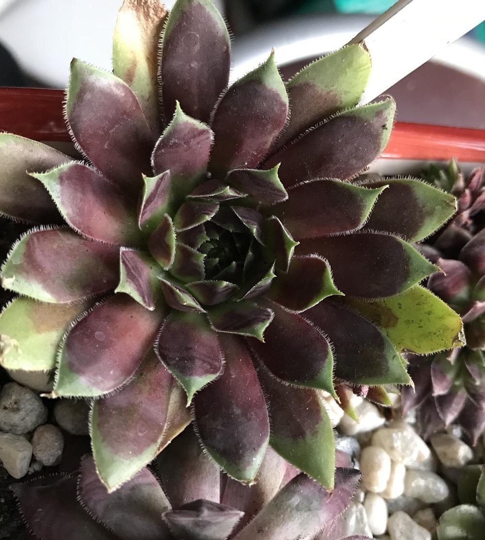 Photo of Hen and Chicks (Sempervivum 'Heart of Darkness') uploaded by Foxamilion