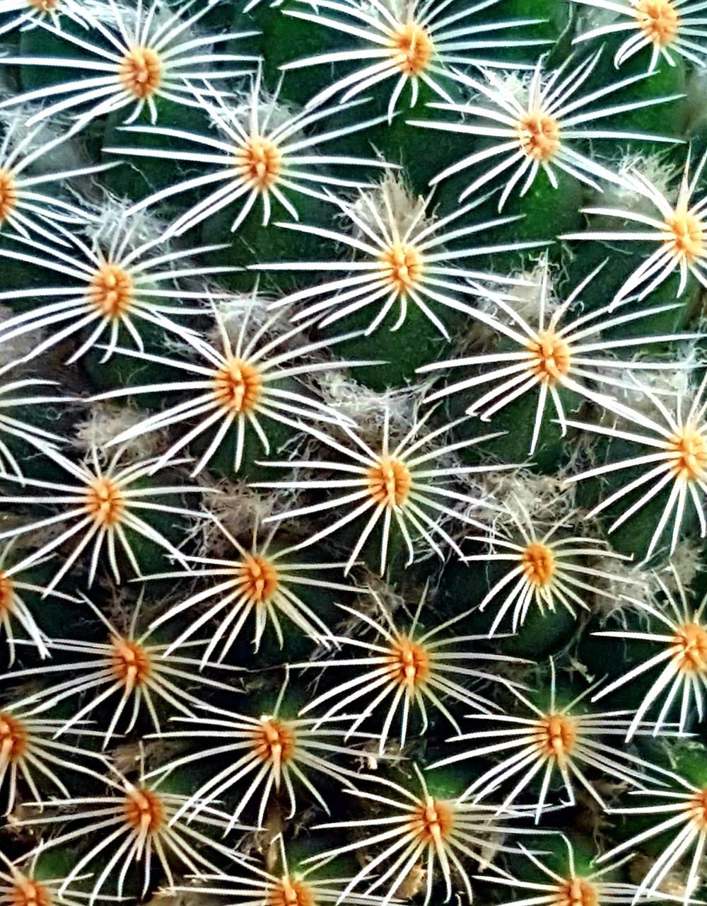 Photo of Twin-Spined Cactus (Mammillaria geminispina) uploaded by Jai_Ganesha