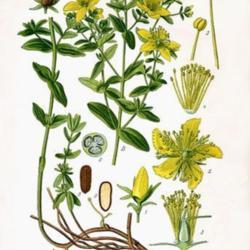 Location: Varna
Date: 14.07.2018
Botanical illustration of Hypericum perforatum
