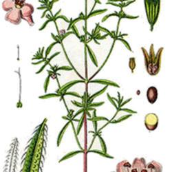 Location: Botanical book
Date: 14.07.2018
Botanical illustration of Satureja hortensis