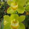 Courtesy of Andy Easton, New Horizon Orchids. This plant is a des