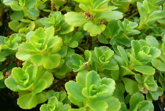 Photo of Two-Row Stonecrop (Phedimus spurius 'Schorbuser Blut') uploaded by Lalambchop1